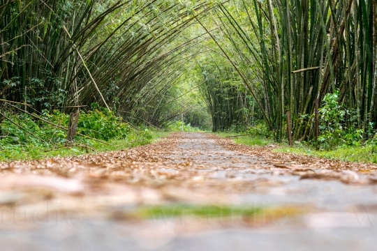 Bamboo Cathedral