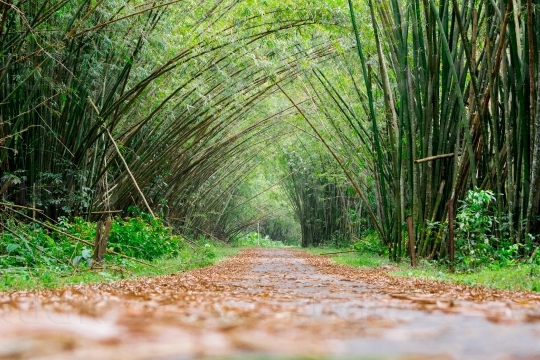 Bamboo Cathedral