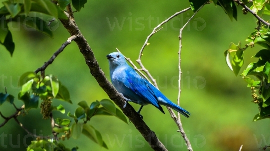 Blue Grey Tanager