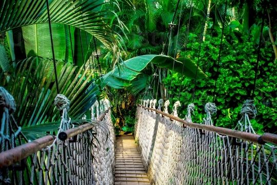 Bridge in Rainforest