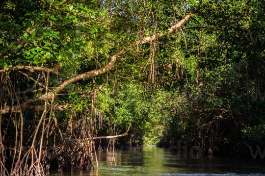 Caroni Bird Sanctuary