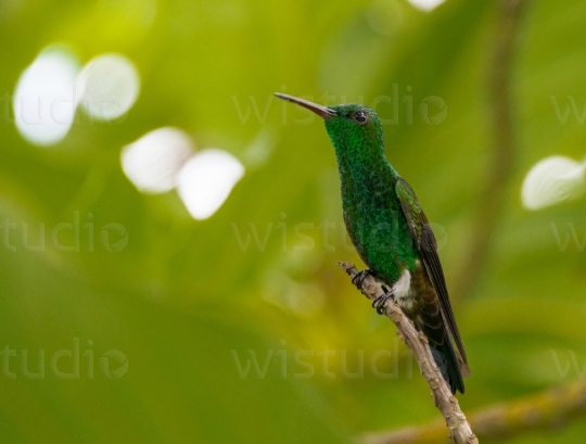 Copper Rumped Hummingbird 10