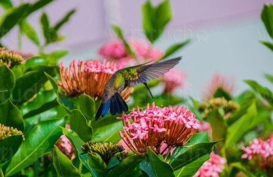 Copper Rumped Hummingbird 10