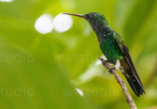 Copper Rumped Hummingbird 11