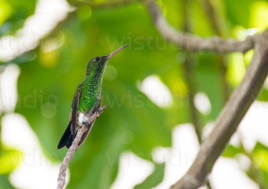 Copper Rumped Hummingbird 2