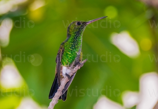 Copper Rumped Hummingbird 3