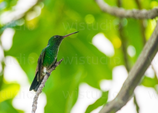 Copper Rumped Hummingbird 4