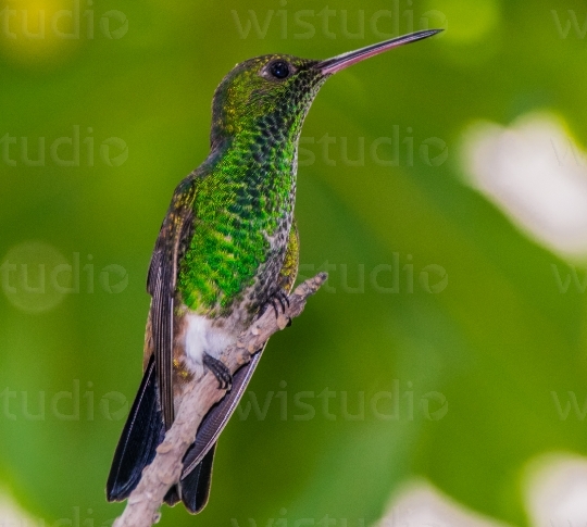 Copper Rumped Hummingbird 5