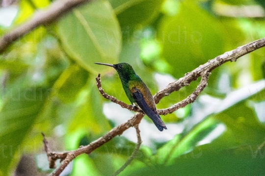 Copper Rumped Hummingbird 8