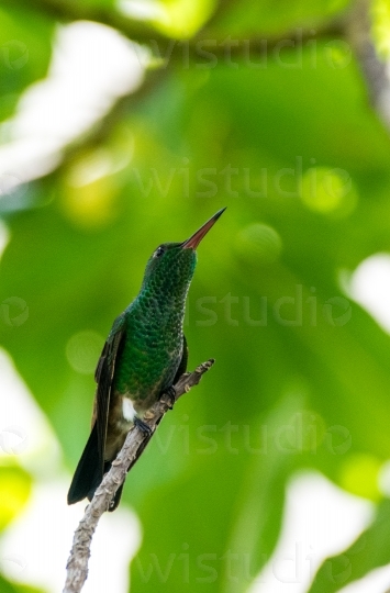 Copper Rumped Hummingbird 9