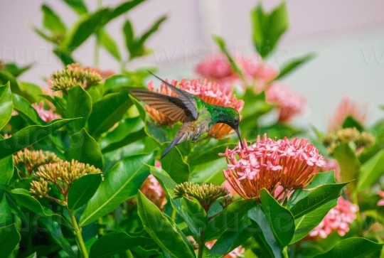 Copper Rumped Hummingbird 9