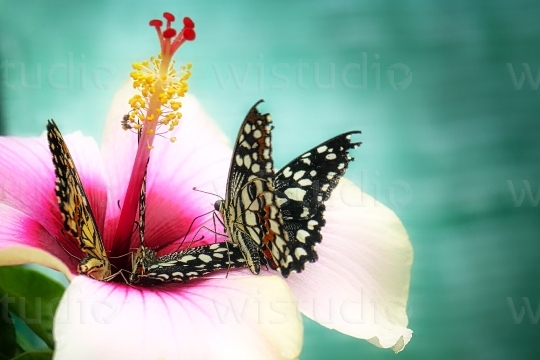 Hibiscus and Butterfly